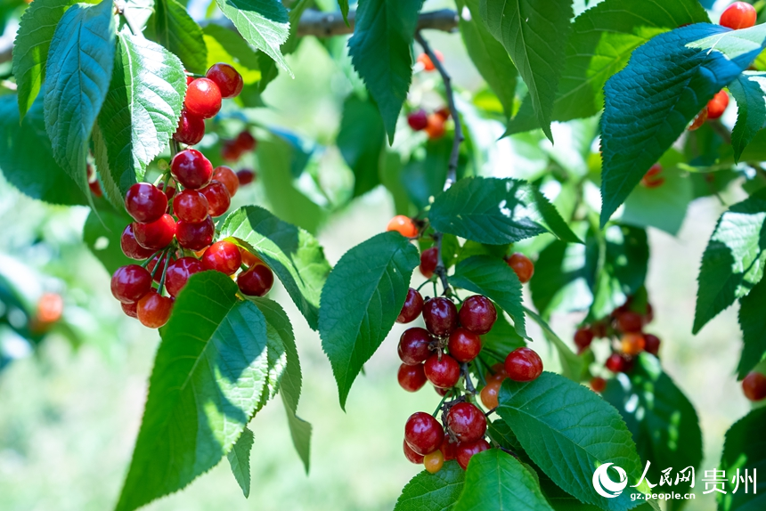 鎮寧縣募役鎮櫻桃園內待采摘的櫻桃。人民網記者 涂敏攝