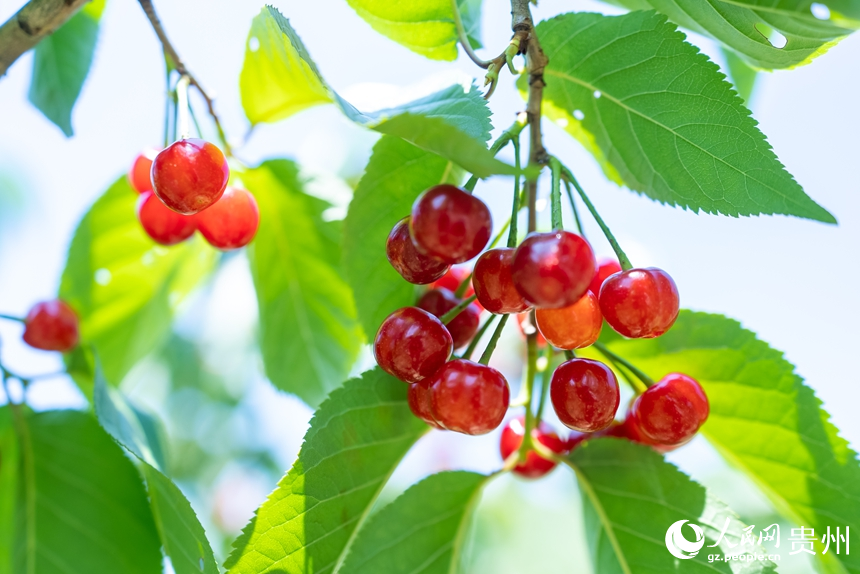 鎮寧縣募役鎮櫻桃園內待采摘的櫻桃。人民網記者 涂敏攝