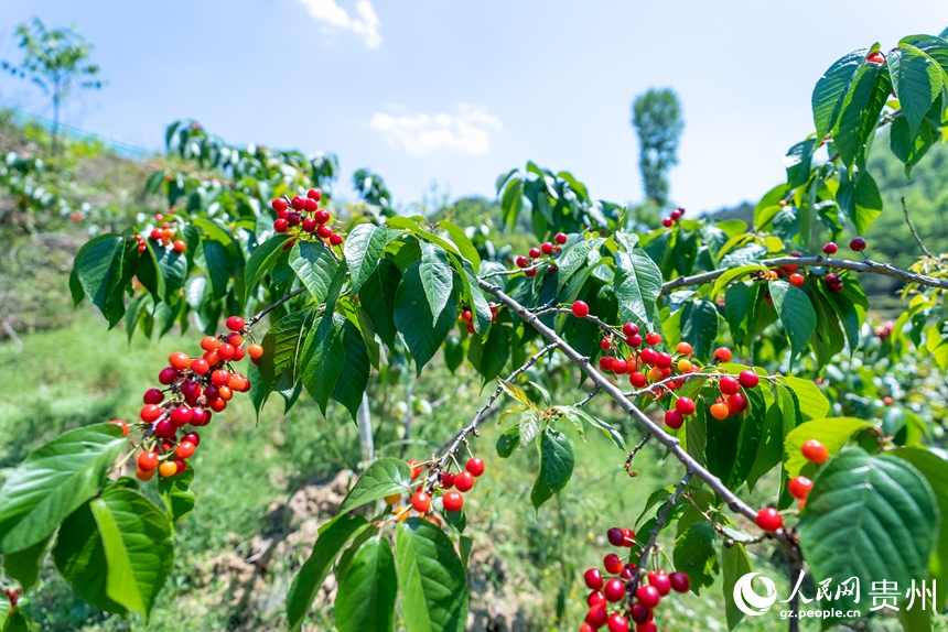 鎮寧縣募役鎮櫻桃園內待采摘的櫻桃。人民網記者 涂敏攝