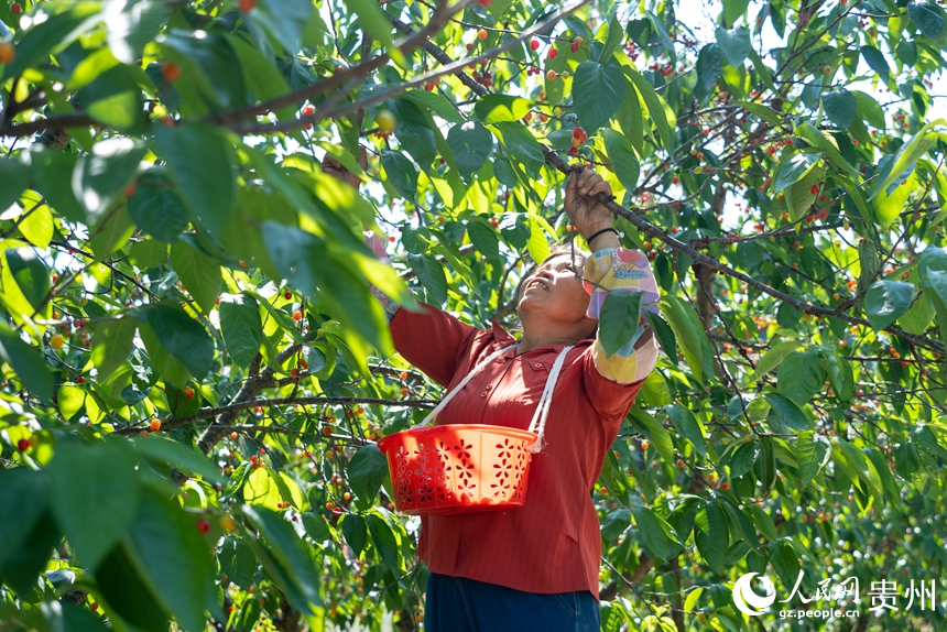 鎮寧縣馬廠鎮茂良村的櫻桃園內，村民正在采收成熟的櫻桃。人民網記者 涂敏攝