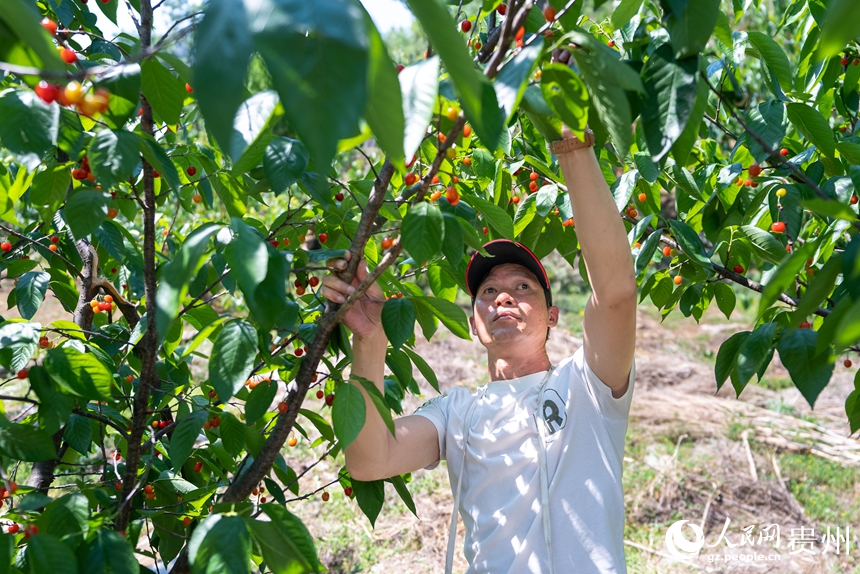 鎮寧縣馬廠鎮茂良村的櫻桃園內，村民正在采收成熟的櫻桃。人民網記者 涂敏攝