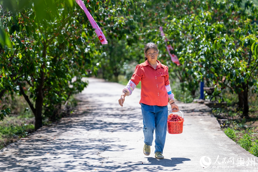 鎮寧縣馬廠鎮茂良村的櫻桃園內，村民正在采收成熟的櫻桃。人民網記者 涂敏攝