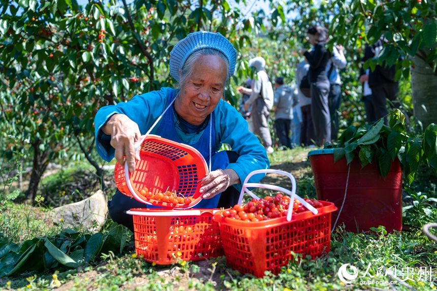 鎮寧縣馬廠鎮茂良村的櫻桃園內，村民正在采收成熟的櫻桃。人民網記者 涂敏攝
