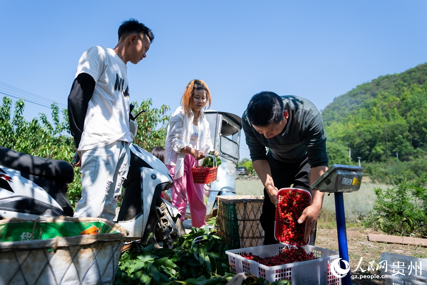 果商在鎮(zhèn)寧縣馬廠鎮(zhèn)茂良村的櫻桃園內(nèi)收購(gòu)成熟的櫻桃。人民網(wǎng)記者 涂敏攝