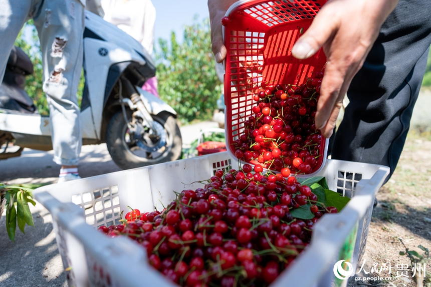 果商在鎮寧縣馬廠鎮茂良村的櫻桃園內收購成熟的櫻桃。人民網記者 涂敏攝
