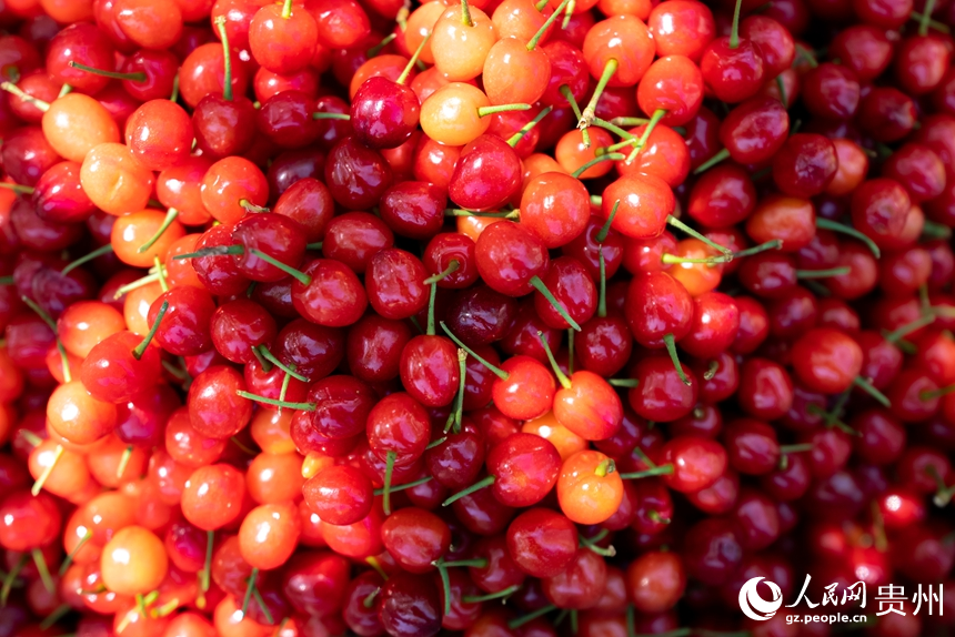 鎮寧縣馬廠鎮茂良村櫻桃園內成熟的櫻桃。人民網記者 涂敏攝