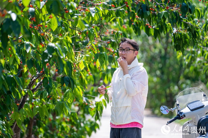 鎮寧縣馬廠鎮茂良村櫻桃園內，游客品嘗成熟的櫻桃。人民網記者 涂敏攝