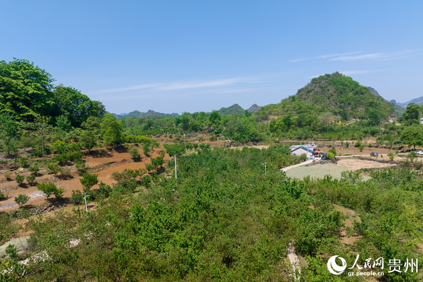 航拍鎮(zhèn)寧縣馬廠鎮(zhèn)茂良村的櫻桃園。人民網(wǎng)記者 涂敏攝