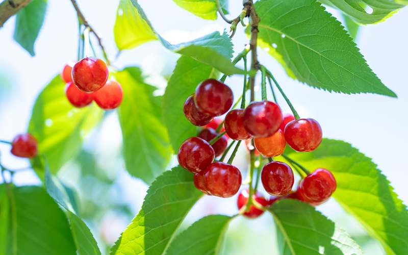 貴州鎮寧：櫻桃豐收忙