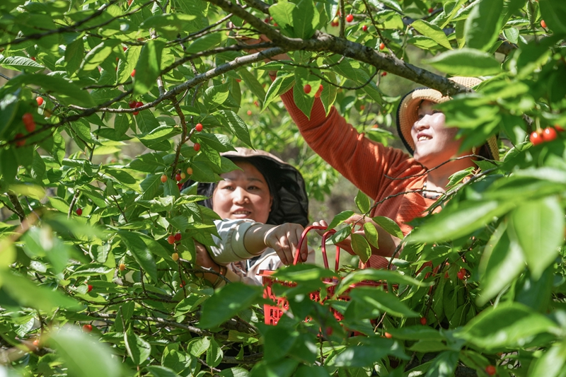 2026年4月9日,貴州省畢節市納雍縣沙包鎮義中河畔,村民在采摘瑪瑙紅櫻桃。 楊 英 攝.jpg
