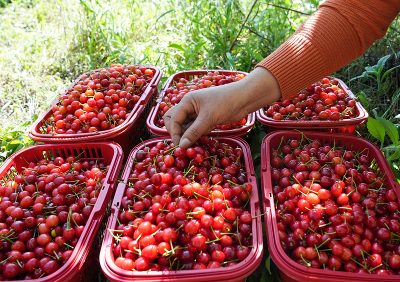 2026年4月9日,貴州省畢節市納雍縣沙包鎮義中河畔,村民在整理瑪瑙紅櫻桃。 楊英 攝.jpg