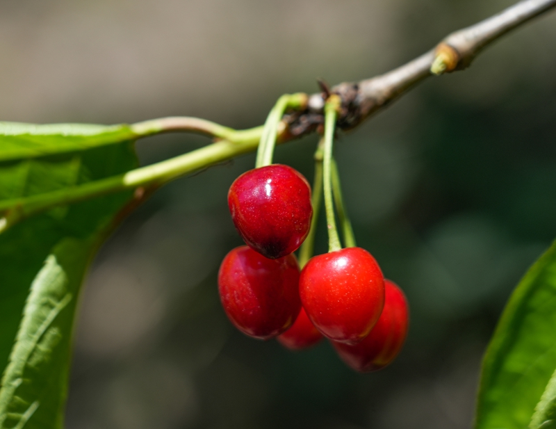2026年4月9日,貴州省畢節市納雍縣沙包鎮義中河畔,成熟的瑪瑙紅櫻桃。 楊英 攝.jpg