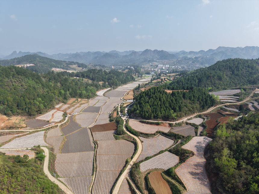 施秉縣白垛鄉曹家灣連片煙田。鄒鮮攝