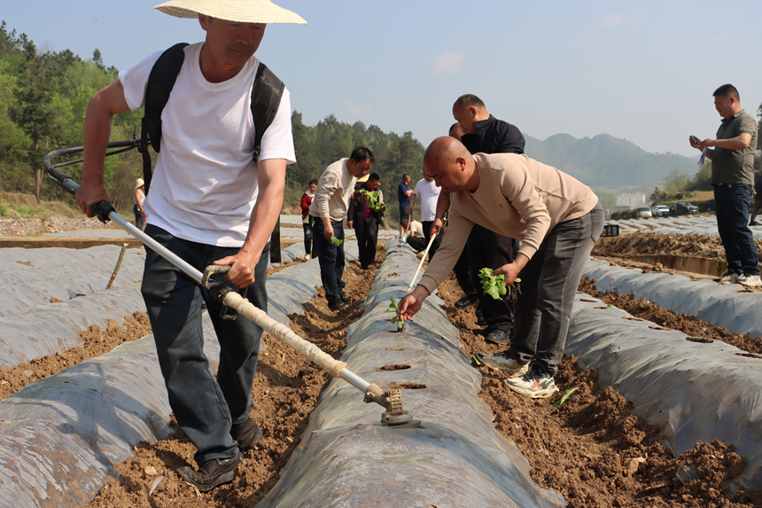 施秉縣白垛鄉煙葉站技術人員做煙苗移栽示范。鄒鮮攝