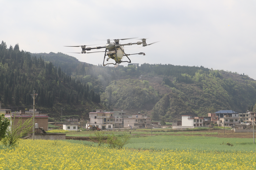 油菜全面開(kāi)展飛防作業(yè)。