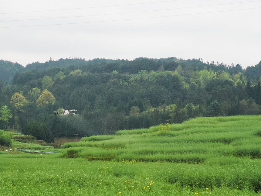 油菜全面開(kāi)展飛防作業(yè)。