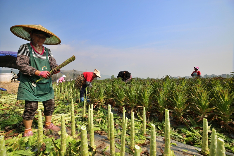 工人正在采收萵筍 (2).JPG