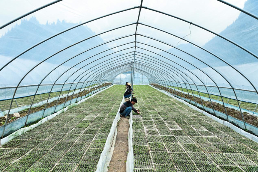 辣椒幼苗破土生長  科學防治壯苗是關鍵。