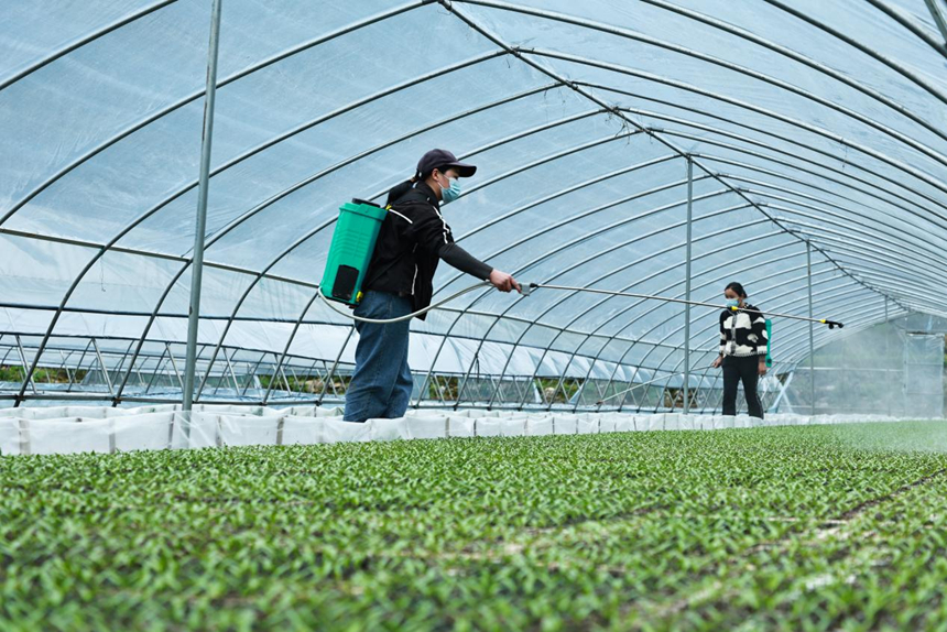 辣椒幼苗破土生長  科學防治壯苗是關鍵。