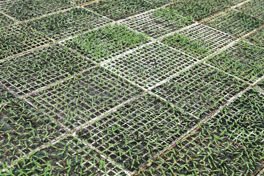 辣椒幼苗破土生長  科學防治壯苗是關鍵。