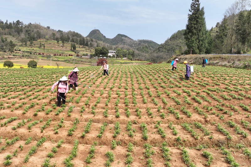 1、村民在岑鞏縣客樓鎮(zhèn)豐壩村中藥材種植基地管護(hù)百合。（唐鵬 攝）