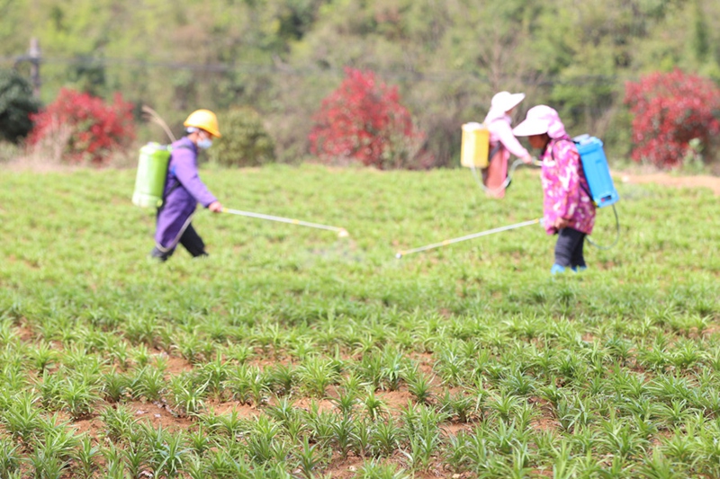 2、村民在中藥材種植基地管護(hù)百合。（唐鵬 攝）