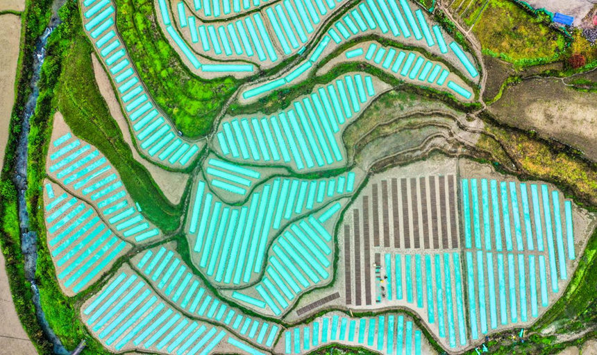 搶抓農(nóng)時(shí) 機(jī)械化育秧忙。