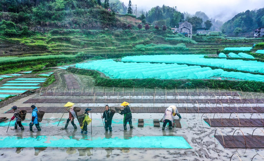 搶抓農(nóng)時(shí) 機(jī)械化育秧忙。