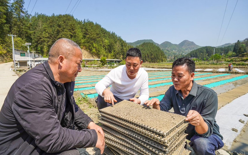 搶抓農(nóng)時(shí) 機(jī)械化育秧忙。