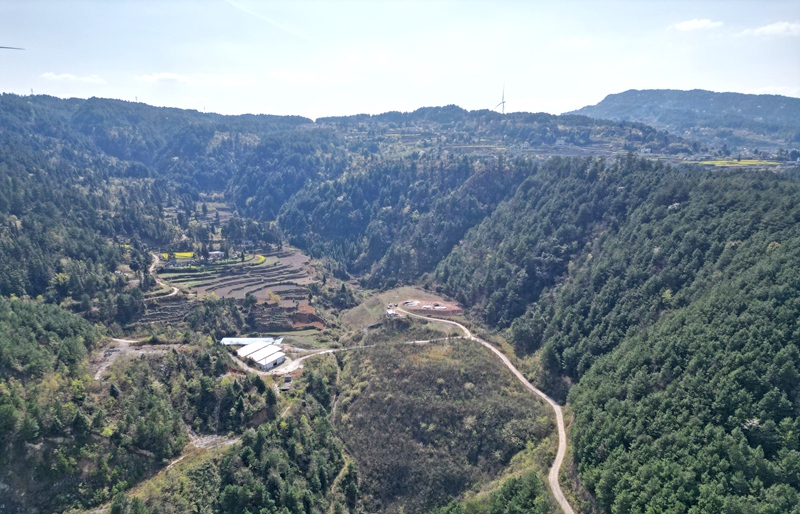 中坪鎮森林植被 (2)