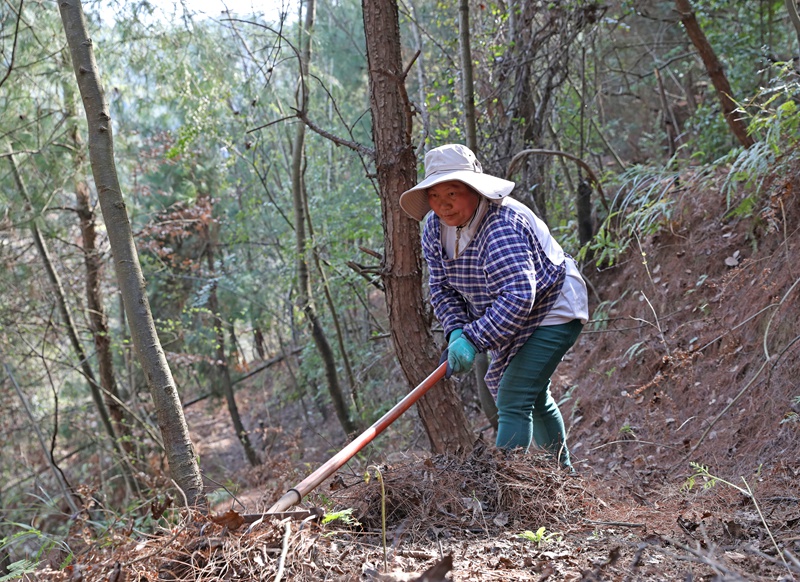 村民在森林里收集松針落葉。