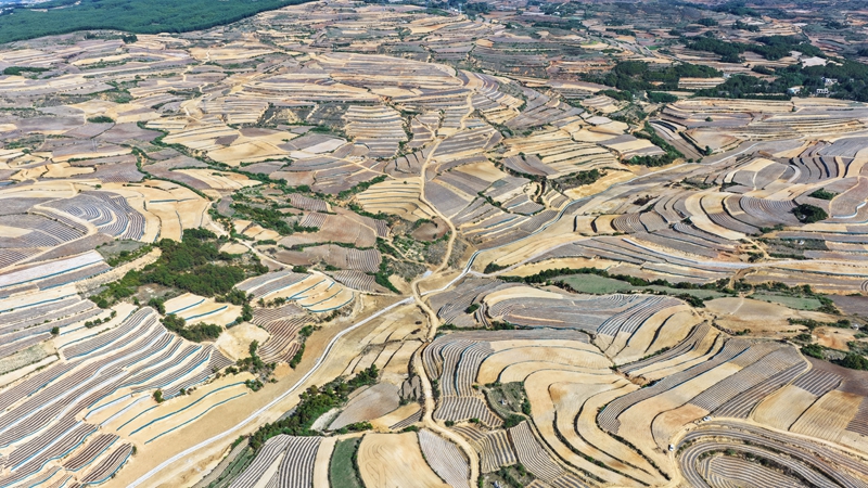 觀風海鎮果化村高標準農田建設一角。
