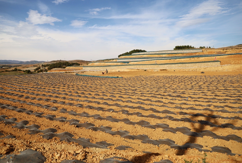 觀風(fēng)海鎮(zhèn)果化村高標(biāo)準(zhǔn)農(nóng)田建設(shè)一角。