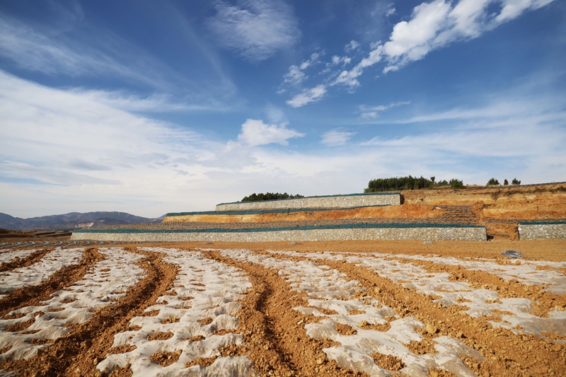 觀風(fēng)海鎮(zhèn)果化村高標(biāo)準(zhǔn)農(nóng)田建設(shè)一角。