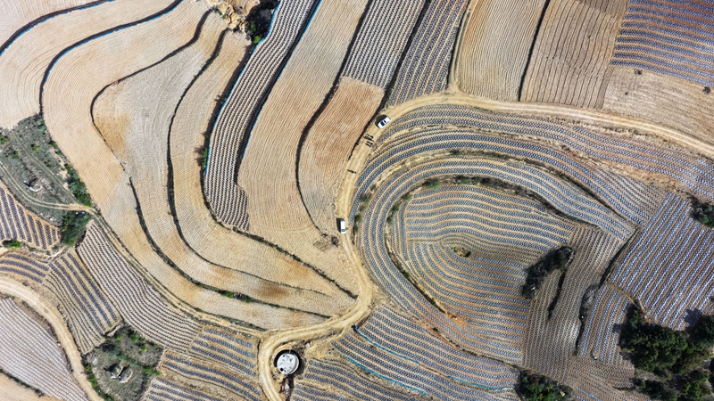 迤那鎮(zhèn)中海村高標(biāo)準(zhǔn)農(nóng)田建設(shè)一角。