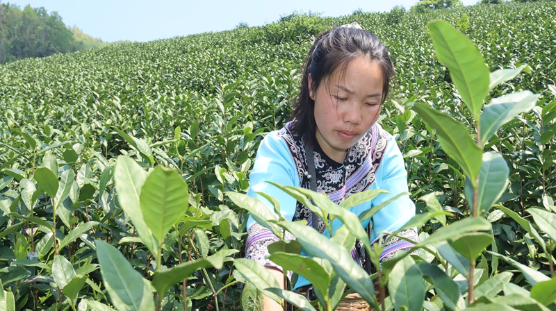 群眾山間采茶忙。
