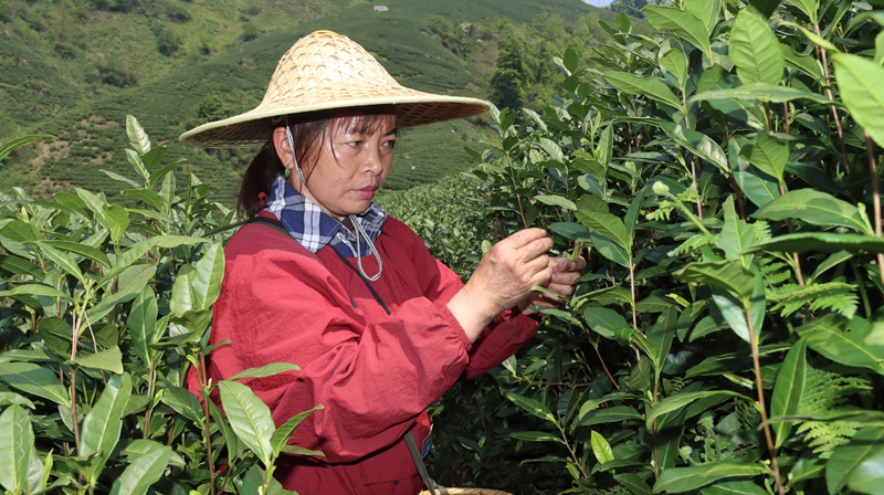 群眾山間采茶忙。