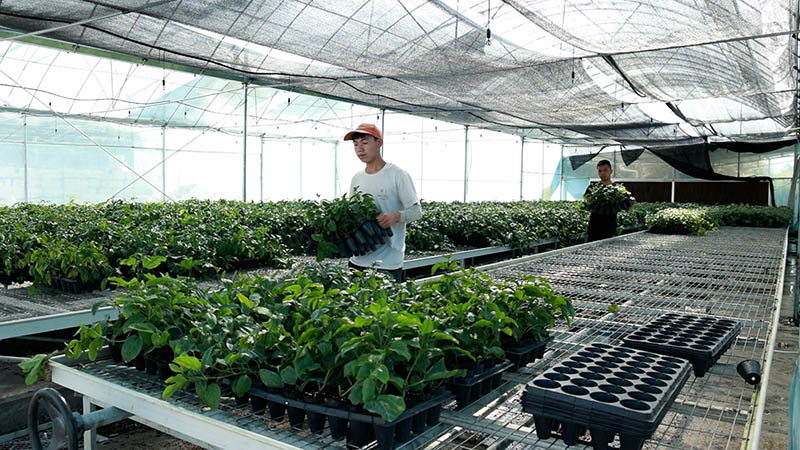 搬運百香果苗。