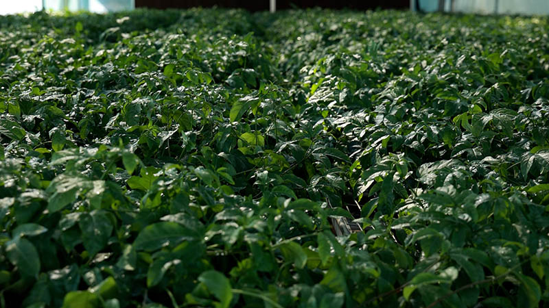 長勢良好的百香果苗。