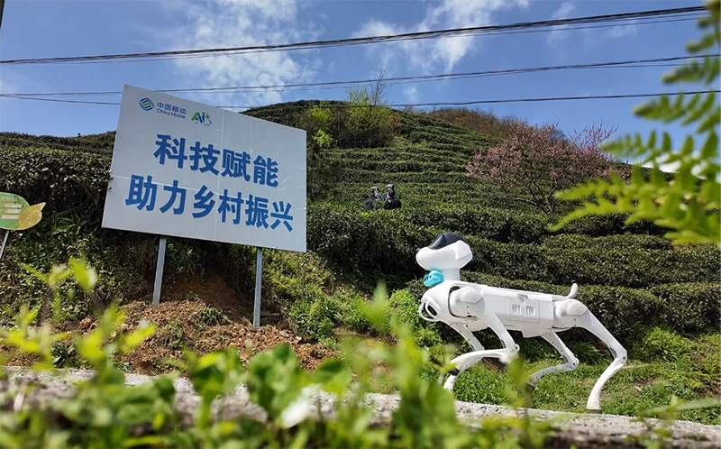 AI 機器狗在都勻螺螄殼萬畝茶園巡山護林。