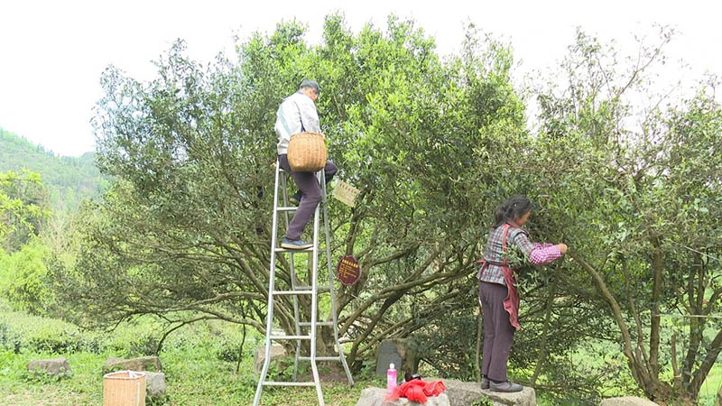 茶農采摘春茶。