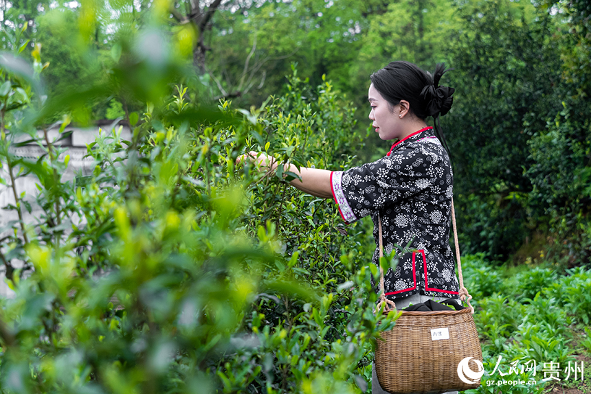 貴州省銅仁市沿河土家族自治縣塘壩鎮(zhèn)榨子村，采茶姑娘正在采摘春茶。人民網記者 涂敏攝