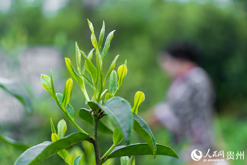 貴州省銅仁市沿河土家族自治縣塘壩鎮榨子村茶園內待采摘的古樹春茶。人民網記者 涂敏攝