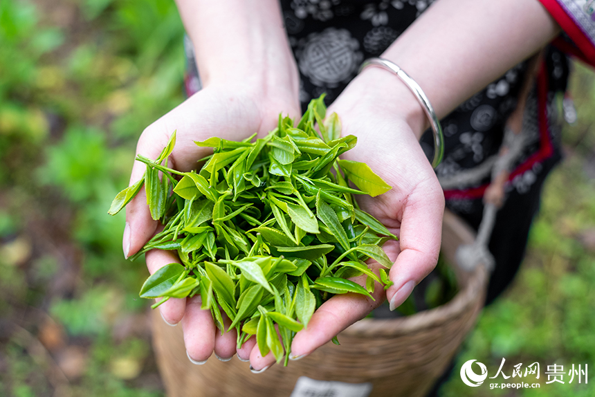 榨子村茶園內剛剛采摘的春茶。人民網記者 涂敏攝