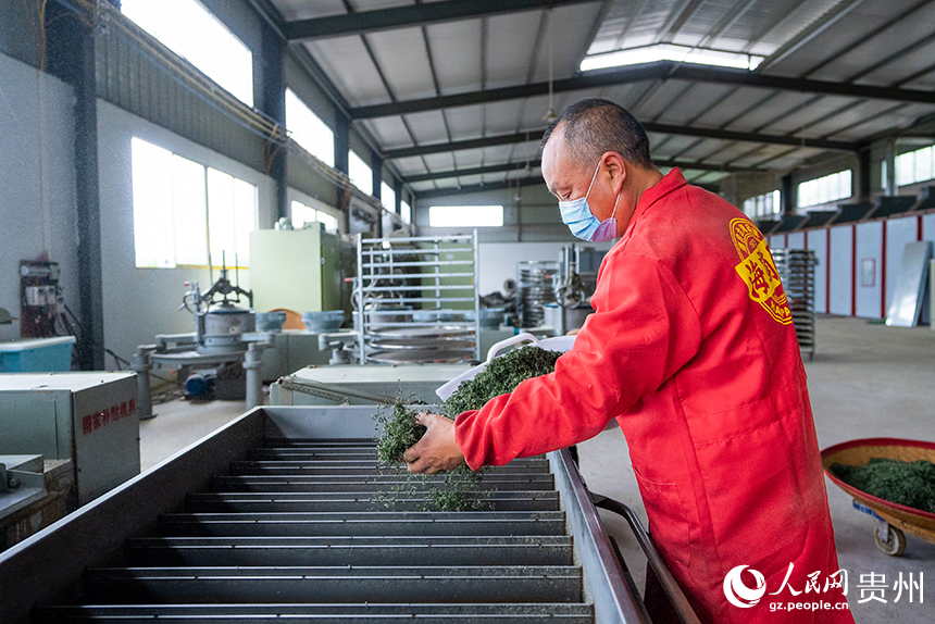 貴州省銅仁市沿河土家族自治縣塘壩鎮茶葉加工廠內，工人正在加工春茶。人民網記者 涂敏攝