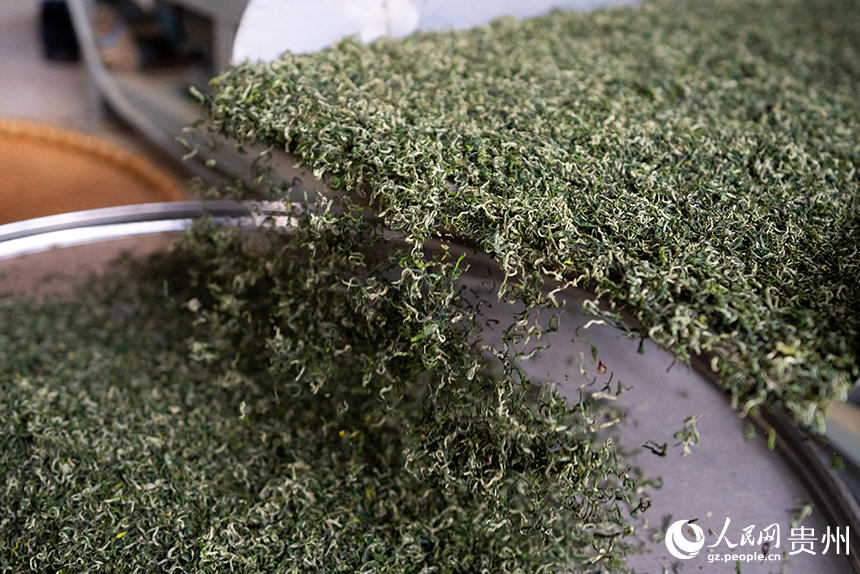 貴州省銅仁市沿河土家族自治縣塘壩鎮(zhèn)茶葉加工廠內(nèi)正在加工的春茶。人民網(wǎng)記者 涂敏攝