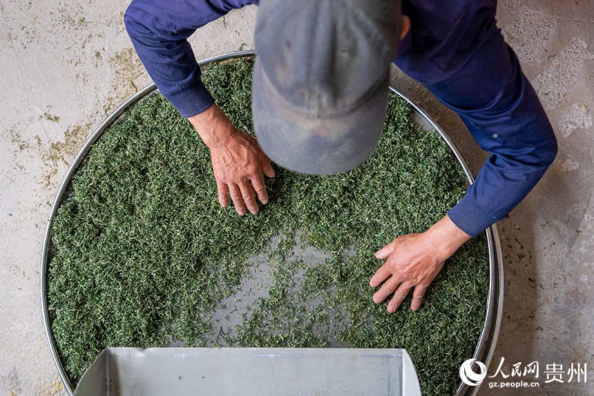 貴州省銅仁市沿河土家族自治縣塘壩鎮茶葉加工廠內，工人正在加工春茶。人民網記者 涂敏攝