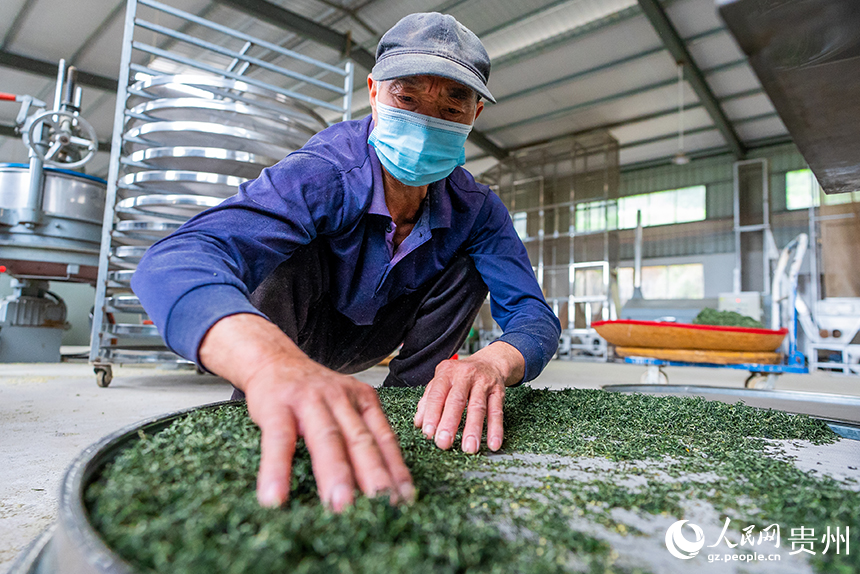 貴州省銅仁市沿河土家族自治縣塘壩鎮茶葉加工廠內，工人正在加工春茶。人民網記者 涂敏攝