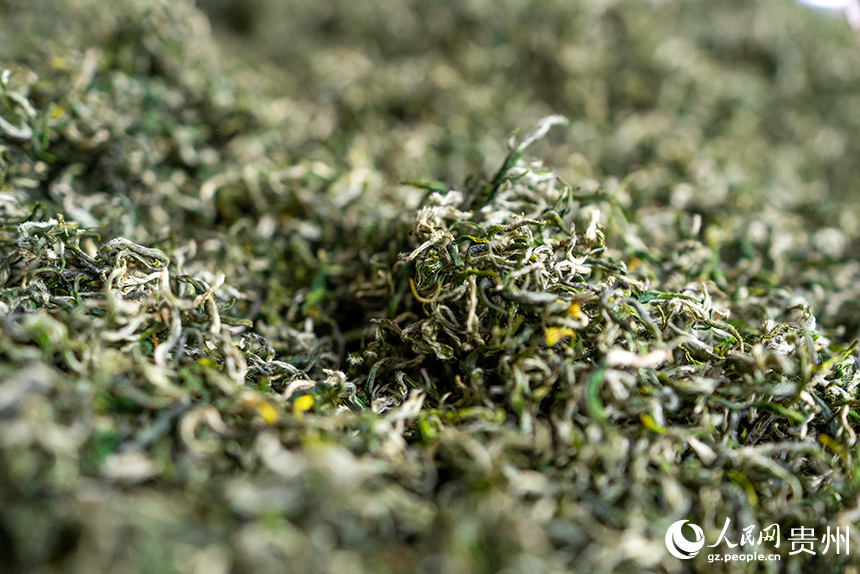 貴州省銅仁市沿河土家族自治縣塘壩鎮茶葉加工廠內正在加工的春茶。人民網記者 涂敏攝
