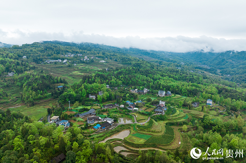 航拍貴州省銅仁市沿河土家族自治縣塘壩鎮(zhèn)榨子村茶園。人民網(wǎng)記者 涂敏攝
